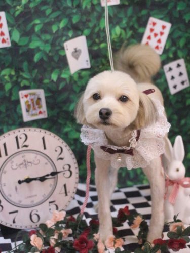 20250430ぽてとちゃん